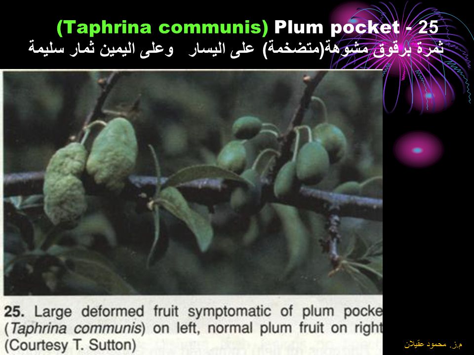 25Plum pocket - (Taphrina communis) ثمرة برقوق مشوهة(متضخمة) على اليسار وعلى اليمين ثمار سليمة