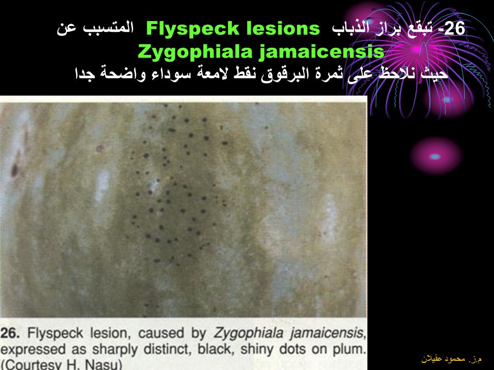 26- تبقع براز الذباب Flyspeck lesions المتسبب عن Zygophiala jamaicensis حيث نلاحظ على ثمرة البرقوق نقط لامعة سوداء واضحة جدا