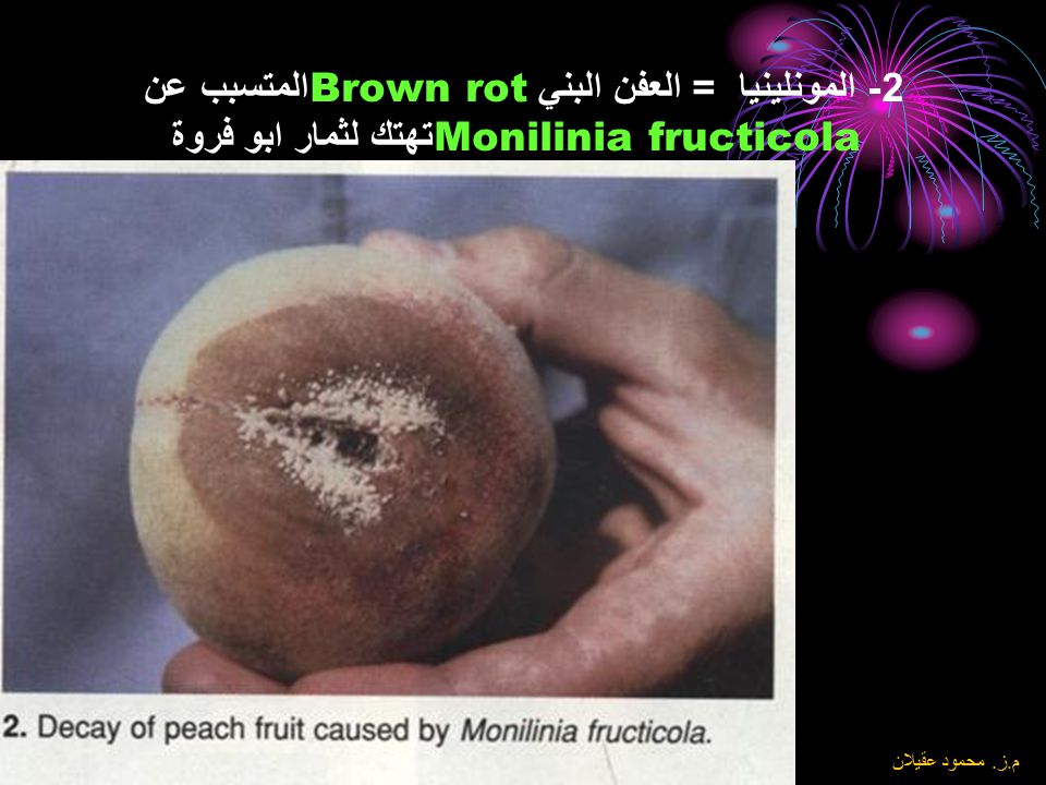 2- المونلينيا = العفن البني Brown rotالمتسبب عن Monilinia fructicola تهتك لثمار ابو فروة