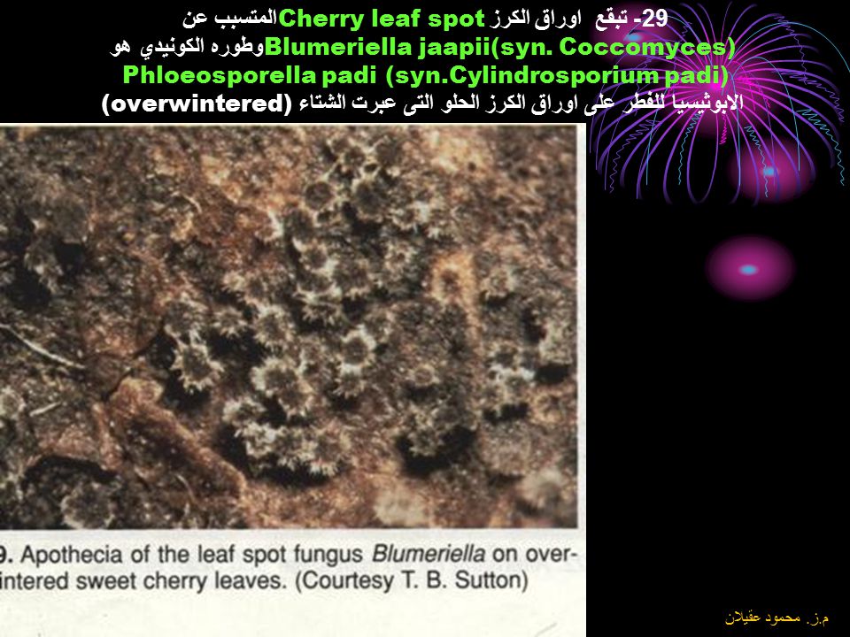 29- تبقع اوراق الكرز Cherry leaf spotالمتسبب عن Blumeriella jaapii(syn