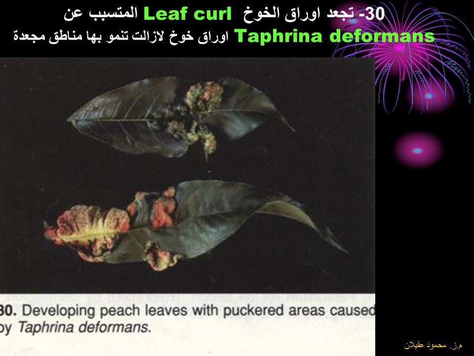 30- تجعد اوراق الخوخ Leaf curl المتسبب عن Taphrina deformans اوراق خوخ لازالت تنمو بها مناطق مجعدة