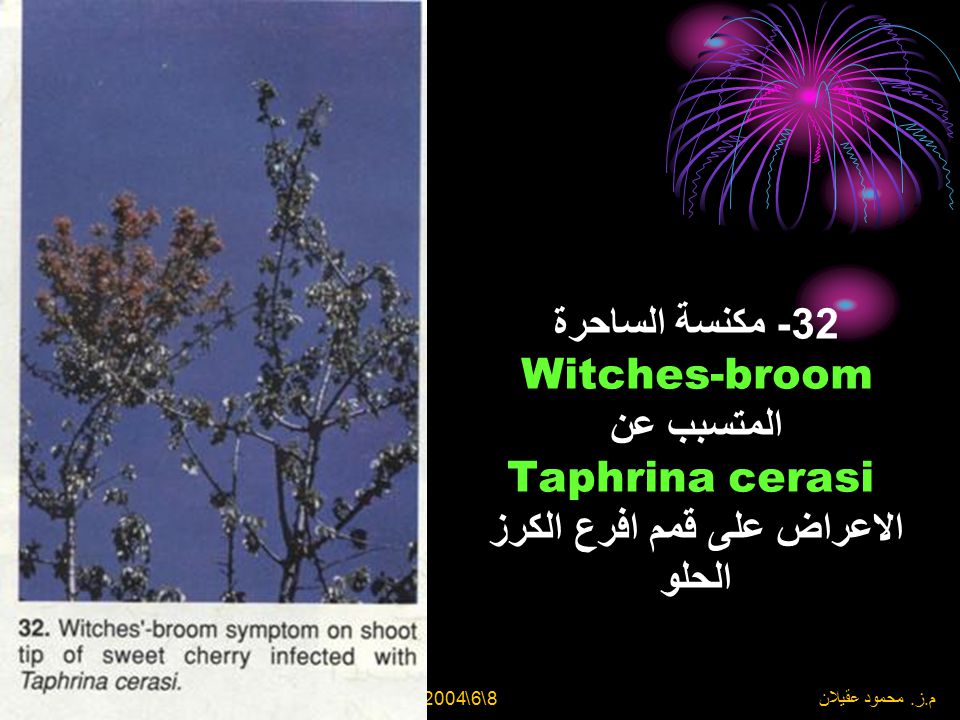 32- مكنسة الساحرة Witches-broom المتسبب عن Taphrina cerasi الاعراض على قمم افرع الكرز الحلو