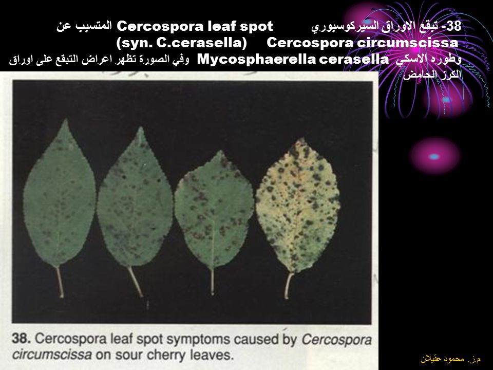 38- تبقع الاوراق السيركوسبوري Cercospora leaf spot المتسبب عن Cercospora circumscissa (syn. C.cerasella) وطوره الاسكي Mycosphaerella cerasella وفي الصورة تظهر اعراض التبقع على اوراق الكرز الحامض