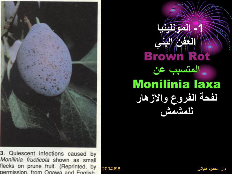 1- المونلينيا العفن البني Brown Rot المتسبب عن Monilinia laxa لفحة الفروع والازهار للمشمش