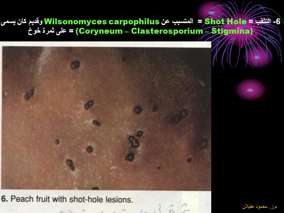 6- التثقب = Shot Hole = المتسبب عن Wilsonomyces carpophilus وقديم كان يسمى (Coryneum – Clasterosporium – Stigmina) = على ثمرة خوخ