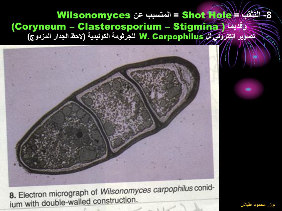 8- التثقب = Shot Hole = المتسبب عن Wilsonomyces وقديما (Coryneum – Clasterosporium – Stigmina ) تصوير الكتروني لل W. Carpophilus للجرثومة الكونيدية (لاحظ الجدار المزدوج)