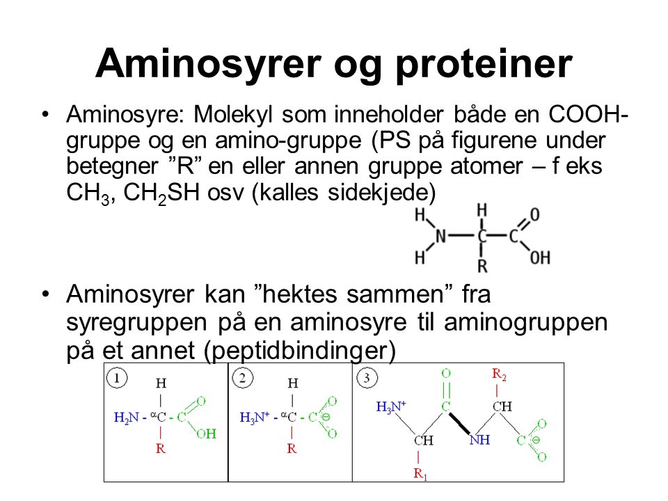 Aminosyrer og proteiner