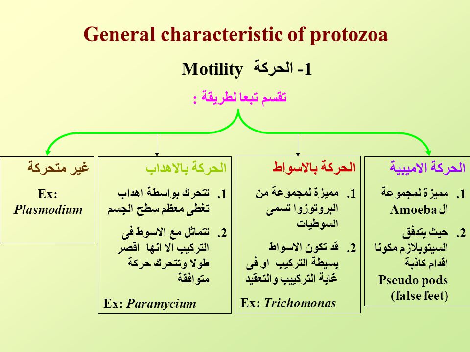 General characteristic of protozoa