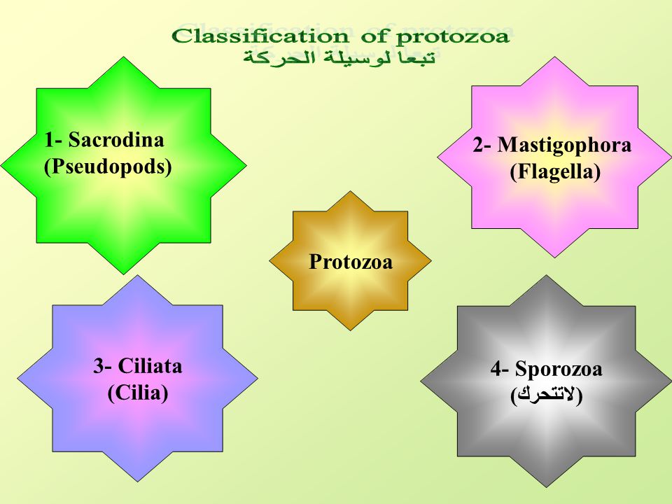 Classification of protozoa