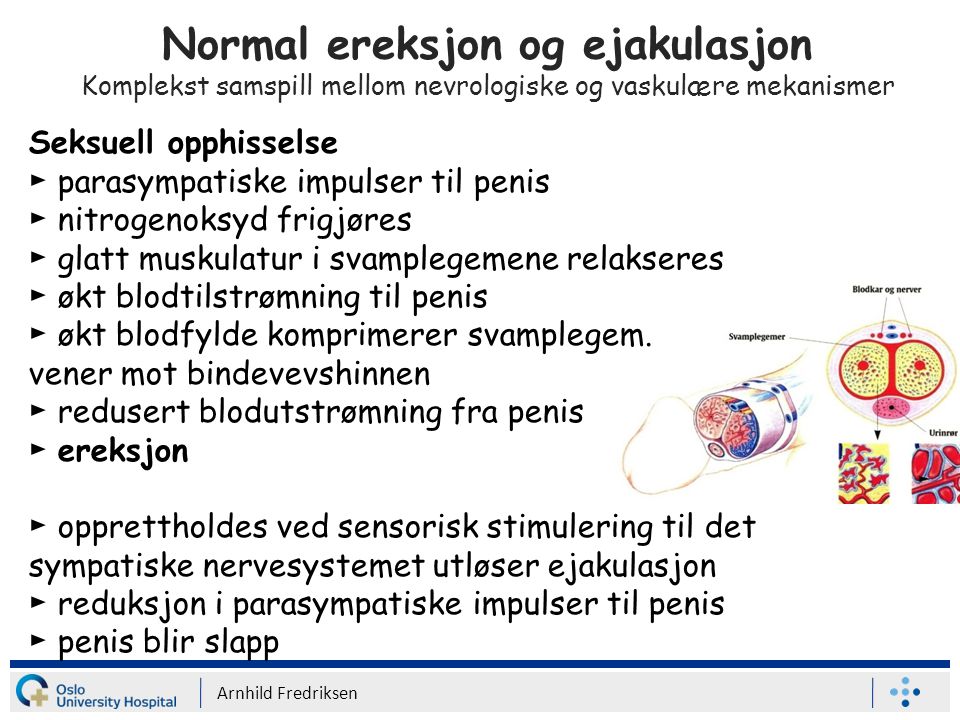 Normal ereksjon og ejakulasjon Komplekst samspill mellom nevrologiske og vaskulære mekanismer