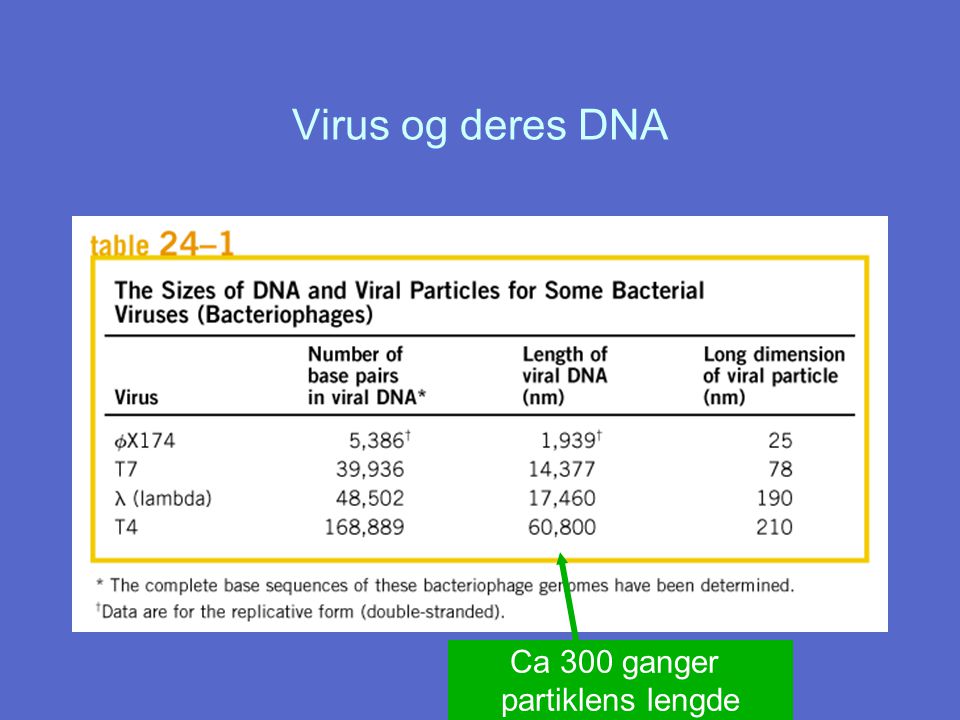 Virus og deres DNA Ca 300 ganger partiklens lengde