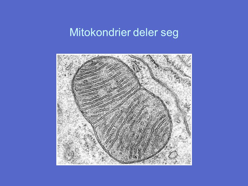 Mitokondrier deler seg