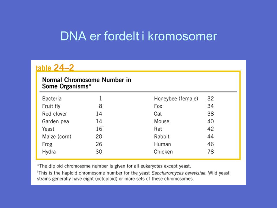 DNA er fordelt i kromosomer