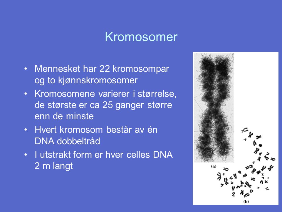 Kromosomer Mennesket har 22 kromosompar og to kjønnskromosomer