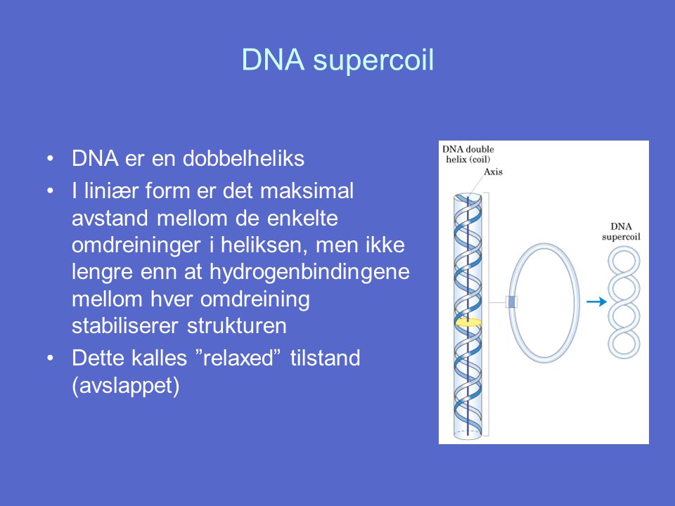 DNA supercoil DNA er en dobbelheliks