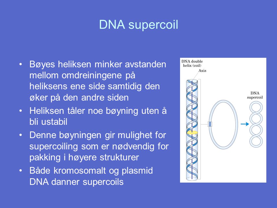 DNA supercoil Bøyes heliksen minker avstanden mellom omdreiningene på heliksens ene side samtidig den øker på den andre siden.