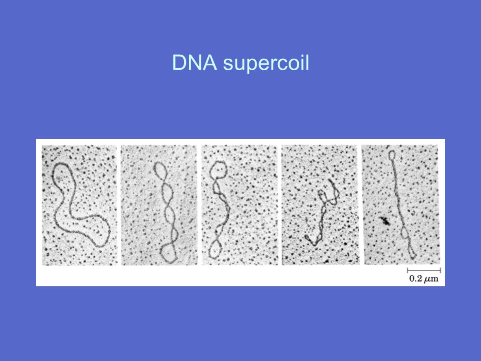 DNA supercoil