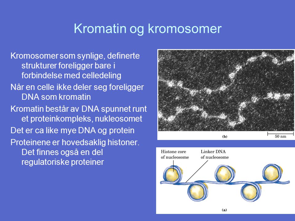 Kromatin og kromosomer