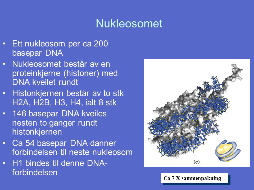 Nukleosomet Ett nukleosom per ca 200 basepar DNA