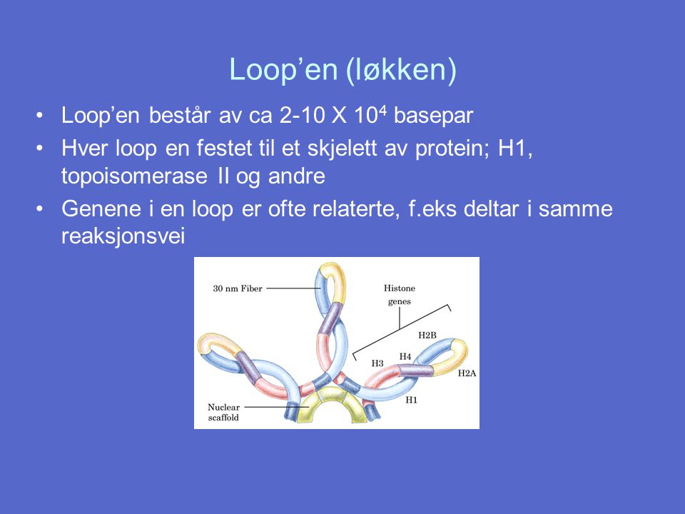 Loop’en (løkken) Loop’en består av ca 2-10 X 104 basepar