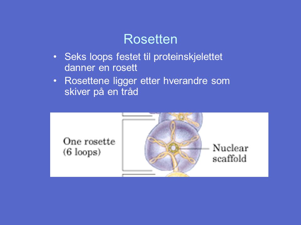 Rosetten Seks loops festet til proteinskjelettet danner en rosett
