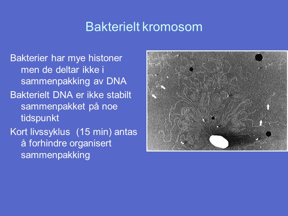 Bakterielt kromosom Bakterier har mye histoner men de deltar ikke i sammenpakking av DNA.